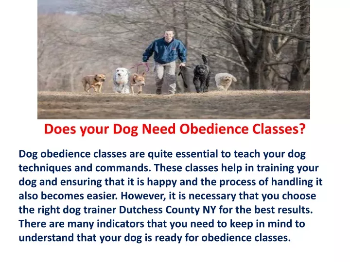 does your dog need obedience classes