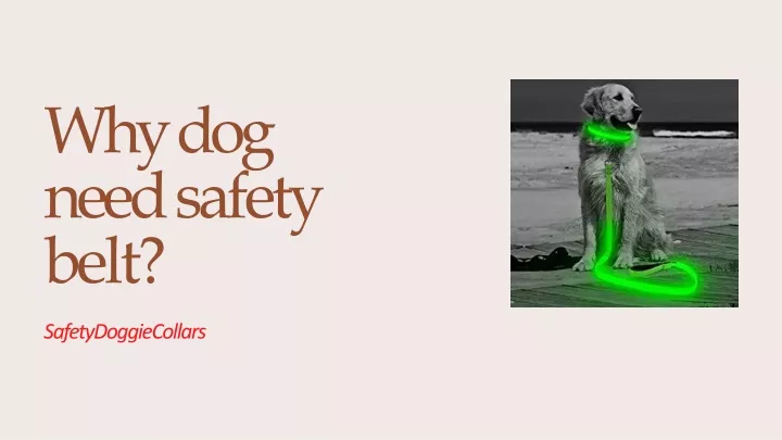 why dog need safety belt