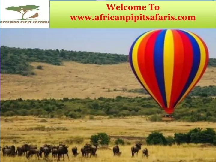 welcome to www africanpipitsafaris com