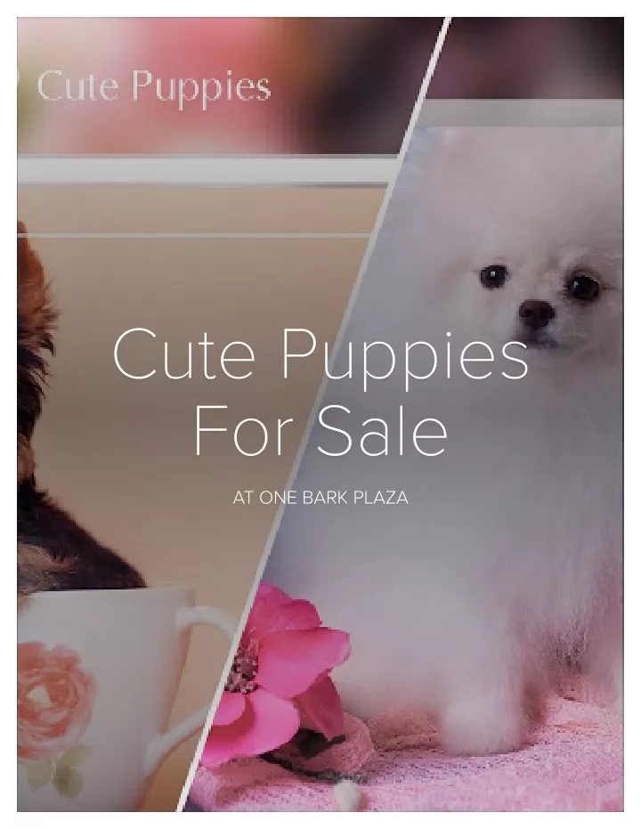 cute puppies cute puppies for sale for sale