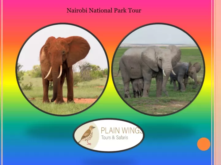 nairobi national park tour