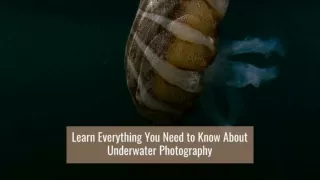 Learn Everything You Need to Know About Underwater Photography