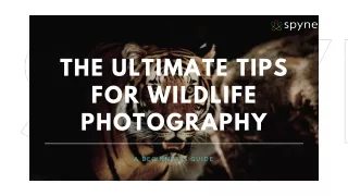 The ultimate tips for wildlife photography