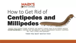 How to Get Rid of Centipedes and Millipedes