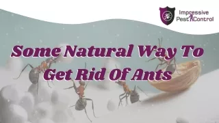 Some Natural Way To Get Rid Of Ants
