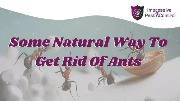 some natural way to get rid of ants