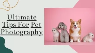 Ultimate Tips & Tricks For Pet Photography