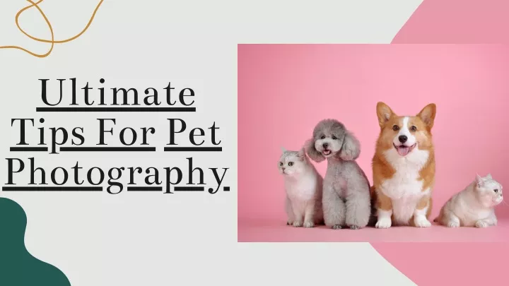 ultimate tips for pet photography
