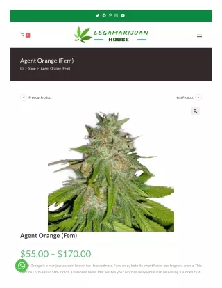 Buy Agent Orange Femenized Weed Seeds Online – Buy Weed Online