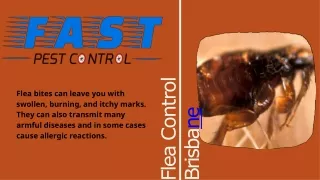 flea control brisba ne
