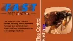 Fast Pest Control brisbane - slide 1