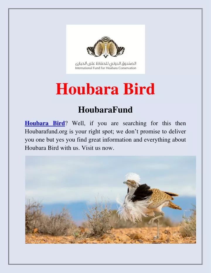 houbara bird