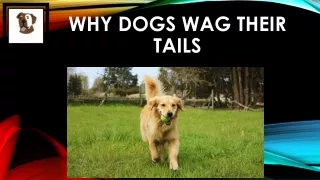Why dogs wag their tails- Flauntpet