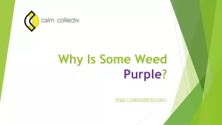 Why Is Some Weed Purple?