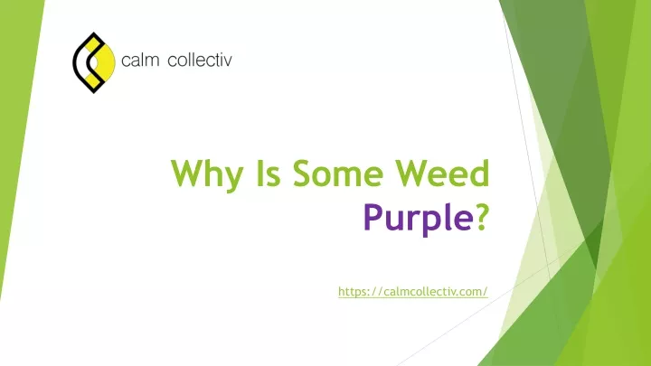 why is some weed purple