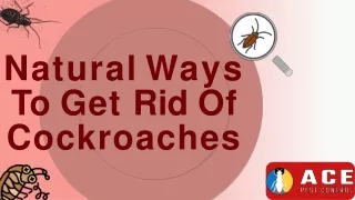 Natural Ways To Get Rid Of Cockroach Infestation