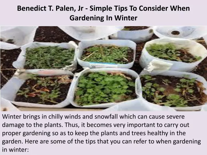 benedict t palen jr simple tips to consider when gardening in winter