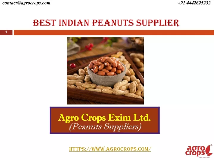 best indian peanuts supplier