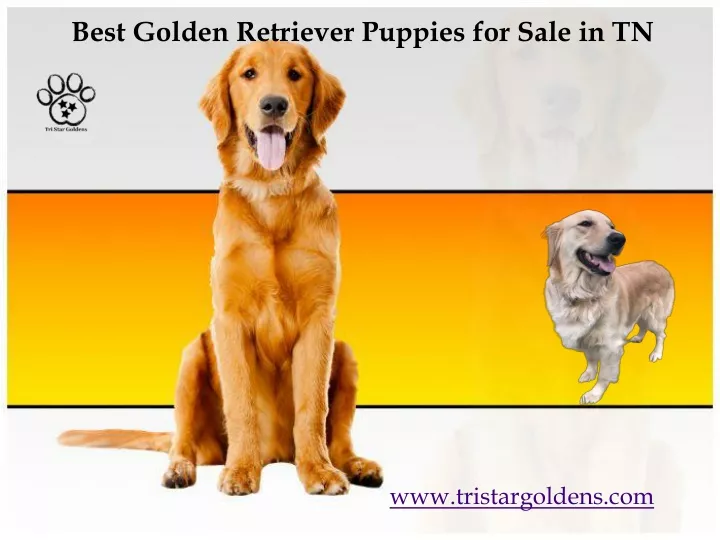 best golden retriever puppies for sale in tn