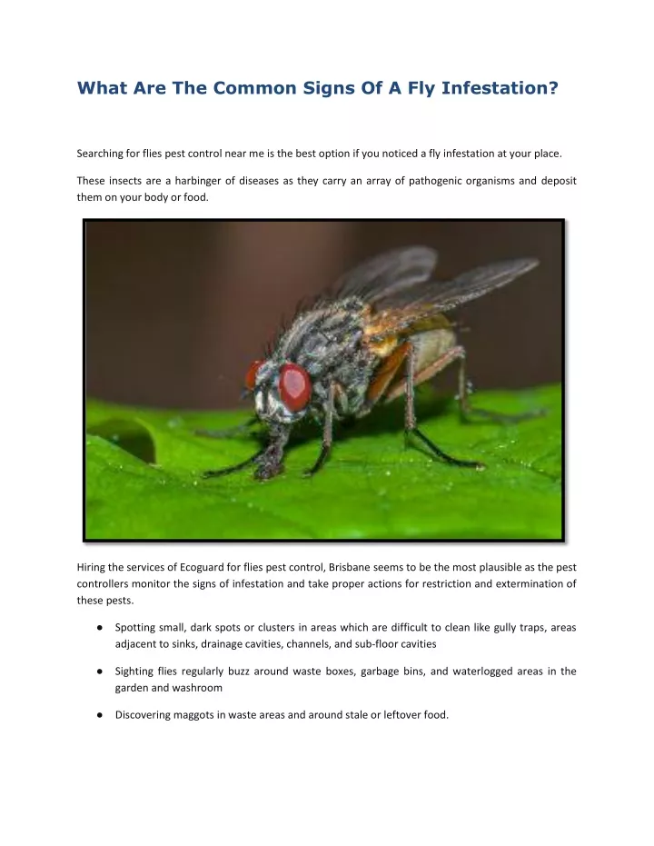 what are the common signs of a fly infestation