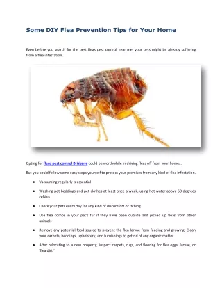 some diy flea prevention tips for your home