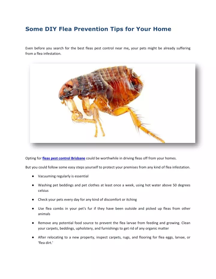 some diy flea prevention tips for your home