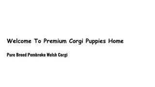Corgi Puppies For Adoption in the USA
