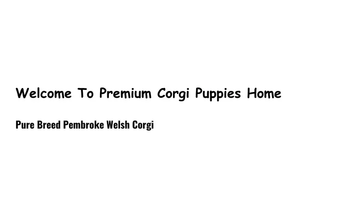 welcome to premium corgi puppies home