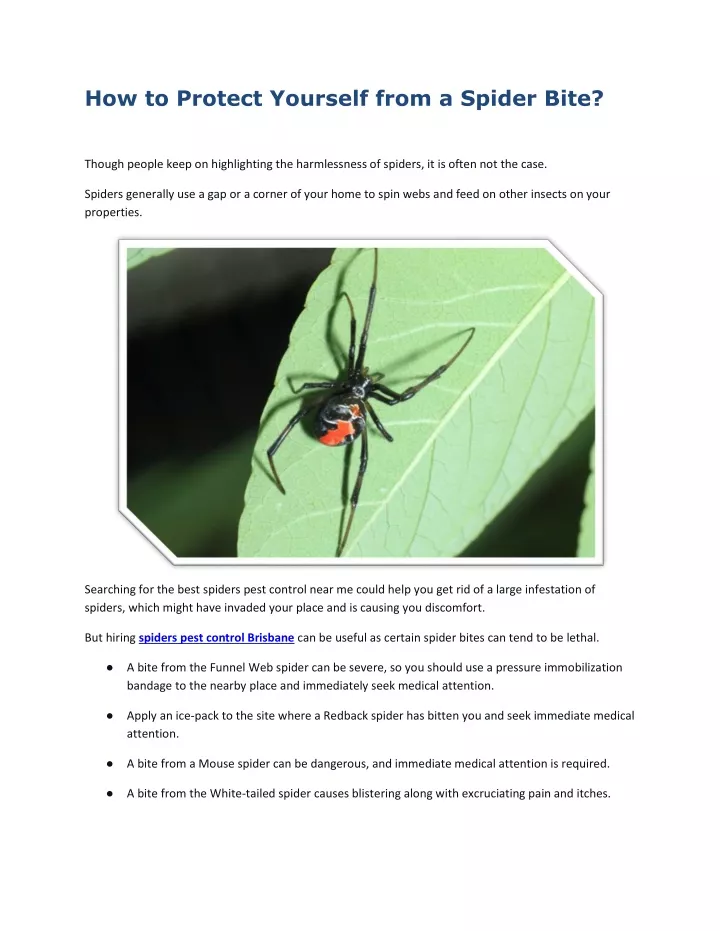 how to protect yourself from a spider bite