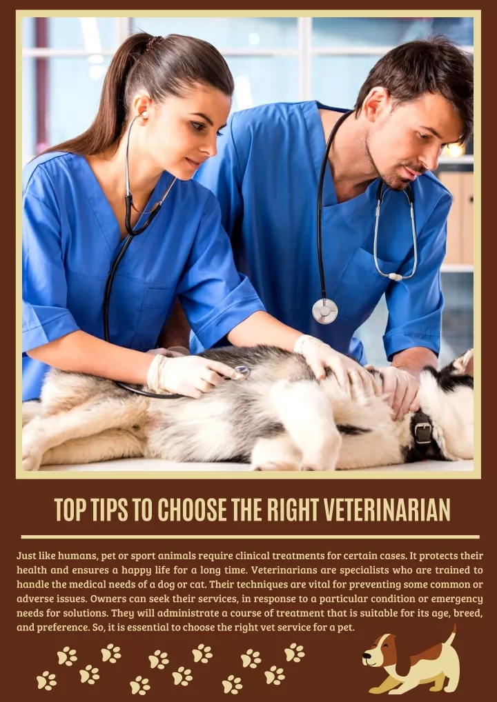top tips to choose the right veterinarian