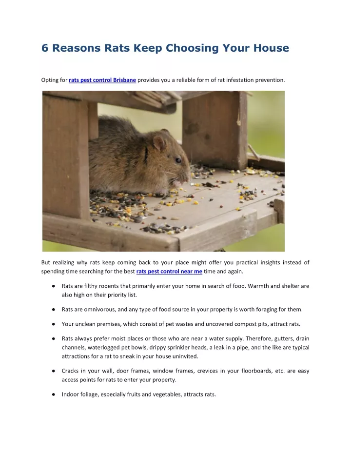6 reasons rats keep choosing your house