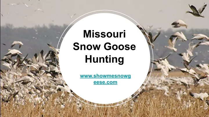 missouri snow goose hunting