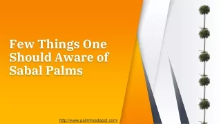 Best Sabal Palms at Palm Tree Depot