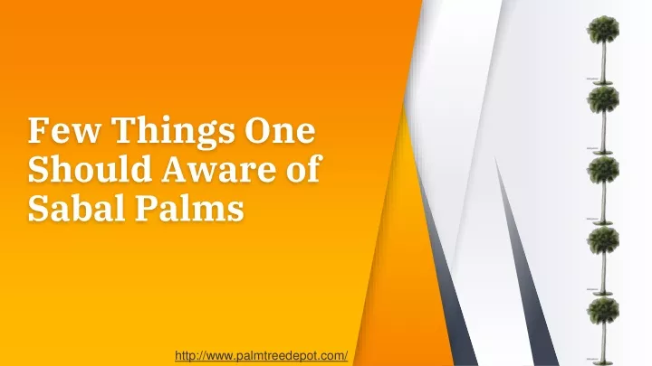 few things one should aware of sabal palms