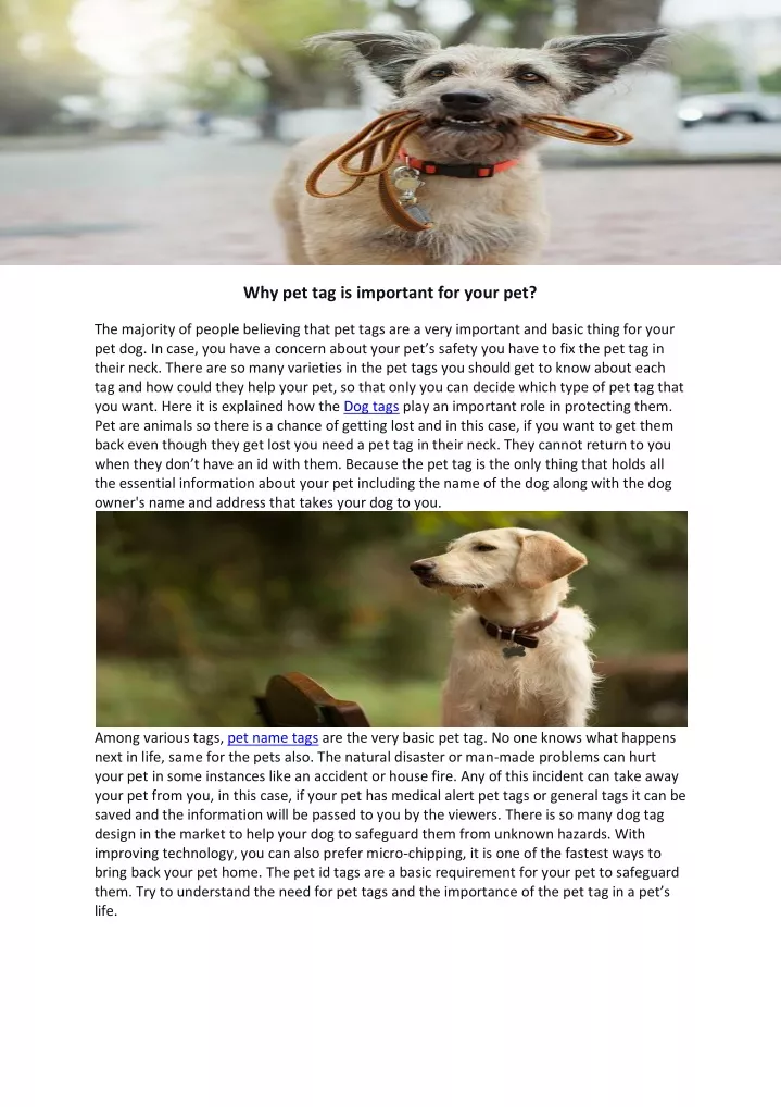 why pet tag is important for your pet
