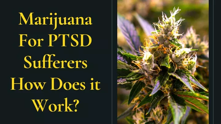 marijuana for ptsd sufferers how does it work