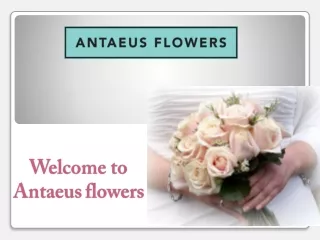 Check Out Best Flowers in South Yarra | Antaeusflowers
