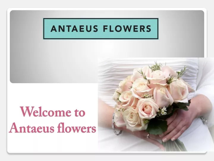 welcome to antaeus flowers