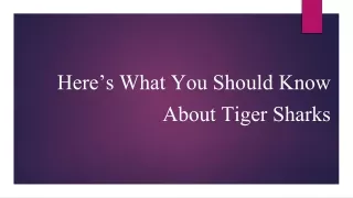 here s what you should know about tiger sharks