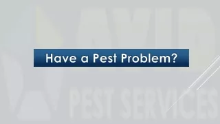 Pest Control Company Hamilton - Avid Pest