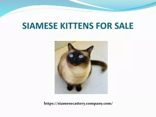 SIAMESE KITTENS FOR SALE