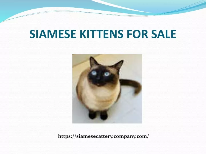 siamese kittens for sale