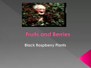 Thornless blackberry varieties