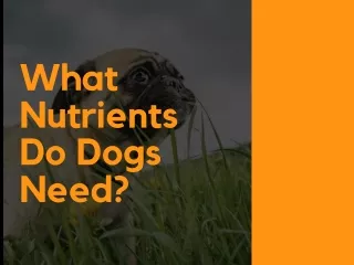 What Nutrients Do Dogs Need