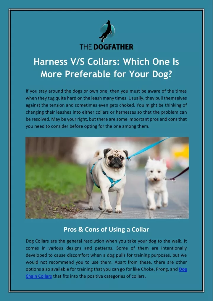 harness v s collars which one is more preferable