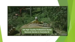 Get high quality professional stump removal service in charlotte nc