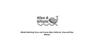 Whale Watching Tours and Cruises Baja California  Gray and Blue Whales