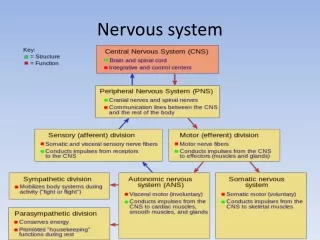 Nervous system and Glandular system Chapter SEE Nepal