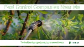 Pest Control Companies Near Me