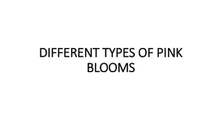 different types of pink different types of pink